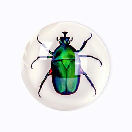 Brown Green Rose Chafer Beetle Table Decor with Flat Base for Desk in Resin Ball Table Desk Top to Decor for Home Office Desktop Bookshelf Gift f