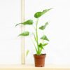 2 Alocasia Cucullata Elephant Ear Plant in 12cm Grower Pot Home Office Indoor Plant