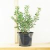 1 Olearia haasti Daisy Bush Flower in 16cm Pot Evergreen Outdoor