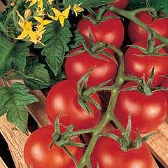 Tomato 'shirley'