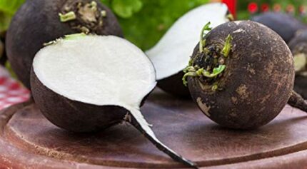 200 Organic Large Black Round Radish Seeds for Winter Heirloom Vegetable Gardens