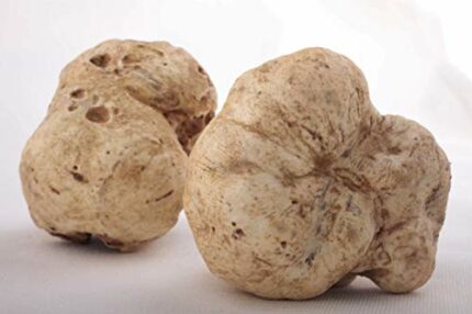Truffle White Mushroom Mycelium. Biological Mycelium 10 g