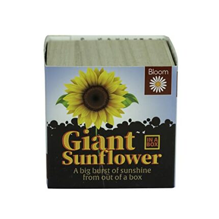 Grow Your Own Giant Sunflower Gift Gardening Birthday