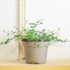 1 Australian Ivy Angel Vine Maidenhair Vine in 12cm Pot Indoor Garden Climbing Plants Muehlenbeckia Complexa Maori