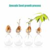 YWNYT Avocado Seed Starter Vase, 2Pcs Avocado Seed Sprout Starter Avocado Vase Pot for Growing Planter, Avocado Tree Growing Kit Glass Vases Seed