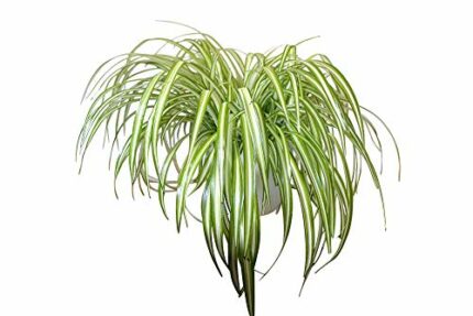 Indoor Plant -House or Office Plant -Chlorophytum - Indoor Spider Plant
