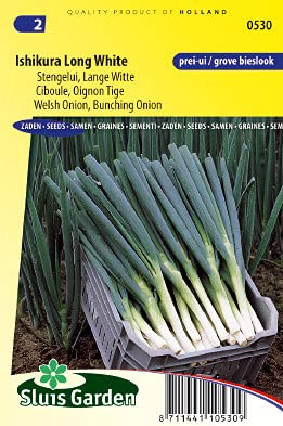 Onion bunching/Welsh, Ishikura Long White Vegetable Seeds per Gram - Firm and Tubular Onion Leaves - 1 g - Seeds per Gram: +/-550