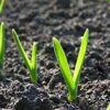 20 Seeds Cloves Music Porcelain Garlic UK Hardy Fresh for New Season Start Now