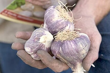 40 Seeds Cloves Red Duke Garlic UK Hardy Fresh for New Season Start Now