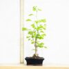 1 Ginkgo Biloba Bonsai @ Ceramic Pot Indoor House Lifelike Plant Home Decoration