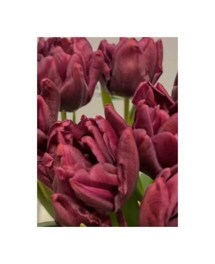 Pcs - 10 X Filled Early Tulips Alison Bradley Flower Bulb Garden Plants F-ZS9 - Seeds & Plants Shop by Ipsa