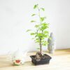 1 Ginkgo Biloba Bonsai @ Ceramic Pot Indoor House Lifelike Plant Home Decoration