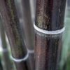 You Garden Phyllostachys Aureocaulis Yellow Bamboo 5L 1.2-1.5M Tall & Phyllostachys nigra (Black Bamboo) 3L Pot 30-40cm Thick Crown