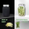 1 Pcs Seed Sprouting Jar Kit with Wide Mouth Mason Jars Durable Bean Sprouts Growing Kit with Stainless Steel Screen Sprout Lids Stands Shading C