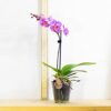 3 Elegant Moth Orchid Colourful Flower Plants in 9cm Pot Phalaenopsis Blume for House Indoor Decoration