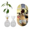 YWNYT Avocado Seed Starter Vase, 2Pcs Avocado Seed Sprout Starter Avocado Vase Pot for Growing Planter, Avocado Tree Growing Kit Glass Vases Seed