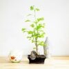 1 Ginkgo Biloba Bonsai @ Ceramic Pot Indoor House Lifelike Plant Home Decoration