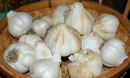 20 Seeds Cloves Solent Wight Garlic UK Hardy Fresh for New Season Start Now