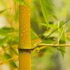 You Garden Phyllostachys Aureocaulis Yellow Bamboo 5L 1.2-1.5M Tall & Phyllostachys nigra (Black Bamboo) 3L Pot 30-40cm Thick Crown