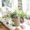 1 Australian Ivy Angel Vine Maidenhair Vine in 12cm Pot Indoor Garden Climbing Plants Muehlenbeckia Complexa Maori