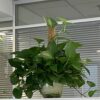 2 Pcs Plant Support Totem Pole Coir Moss Stick Stake Coco Coir Poles for Creepers Plant Support Extension Climbing Indoor Plants
