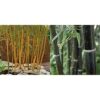 You Garden Phyllostachys Aureocaulis Yellow Bamboo 5L 1.2-1.5M Tall & Phyllostachys nigra (Black Bamboo) 3L Pot 30-40cm Thick Crown