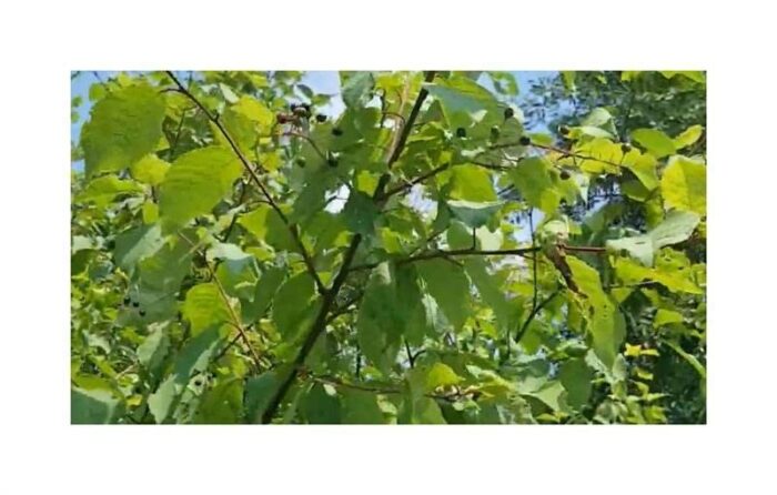 Pcs - 10x Prunus Padus Early Traubenkirsche Tree Garden Seeds ID1525 - Seeds Plants Shop Samenbank Pfullingen Patrik Ipsa