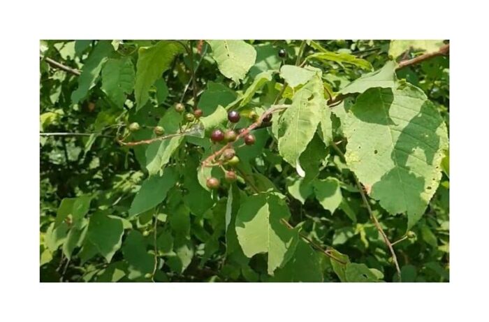 Pcs - 10x Prunus Padus Early Traubenkirsche Tree Garden Seeds ID1525 - Seeds Plants Shop Samenbank Pfullingen Patrik Ipsa