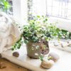 1 Australian Ivy Angel Vine Maidenhair Vine in 12cm Pot Indoor Garden Climbing Plants Muehlenbeckia Complexa Maori