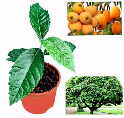 Hardy Medlar Trees for Your Garden & Patio Thriving Year-Round, Frost Resistant