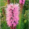 30 Liatris Spicata Gayfeather Spring Garden Bulb Corm Purple White Summer Flower