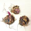 2 Giant Mixed Tree Lily Bulb Large Flower Fragrant Summer Pernnial Garden Plant Corm Collection