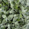 1 Olearia haasti Daisy Bush Flower in 16cm Pot Evergreen Outdoor