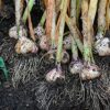 20 Seeds Cloves Music Porcelain Garlic UK Hardy Fresh for New Season Start Now