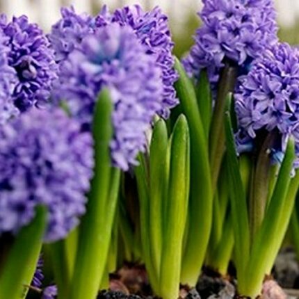 Sycamore Trading PREPARED HYACINTH BULBS Delft Blue x 3