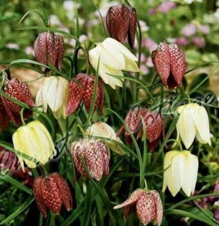 5 Fritillaria Meleagris Snake’S Head Chequer Lily Bulb Corm Autumn Gardening