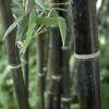 You Garden Phyllostachys Aureocaulis Yellow Bamboo 5L 1.2-1.5M Tall & Phyllostachys nigra (Black Bamboo) 3L Pot 30-40cm Thick Crown