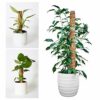 YAUNGEL Moss Pole, 2 Pcs 41CM/16 Inches Coir Totem Pole Moss Stick with 20M Twist Ties, Plant Support Totem Pole Plant Climbing Coco Coir Poles t