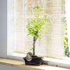 1 Ginkgo Biloba Bonsai @ Ceramic Pot Indoor House Lifelike Plant Home Decoration