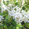 1 Olearia haasti Daisy Bush Flower in 16cm Pot Evergreen Outdoor