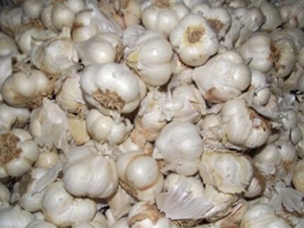3 GARLIC THERMIDROME BULBS approx 25 sets