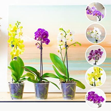 3 Phalaenopsis Blume Moth Orchid Pink White Purple Yellow Colour Indoor Flower Plant in 12cm Pot
