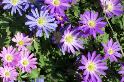 UK-Gardens Pack of 50 Mixed Anemone Blanda Bulbs - Spring Flowering Garden Bulbs