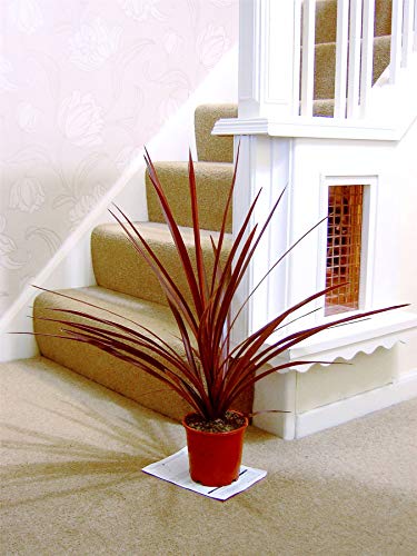 Cordyline Australis Red Star Cabbage Palm Indoor Outdoor House Plant in Pot