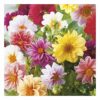 3X Dahlia Unwin Mix Bulbs Collection- Dwarf Size Blooms Great for Borders & Cut Flowers - for a Beautiful Garden