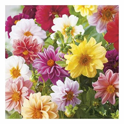 3X Dahlia Unwin Mix Bulbs Collection- Dwarf Size Blooms Great for Borders & Cut Flowers - for a Beautiful Garden