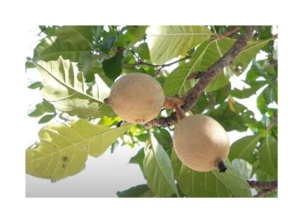Pcs - 10x Genipa Americana, Jaguar Xtype Tree Garden Plants - Seed B990 - Seeds & Plants Shop by Ipsa