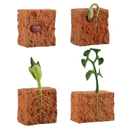 URFEDA Life Cycle Figurines of Plant, Growth Cycle Toys for Kids Learning and Teaching Aids Plant Life Cycle Growth Cycle Model Life Cycle Plant