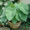 2 X Bulbs x Super Large Tropical Leaf Plant edoe Taro colocasia Elephant Ear corms