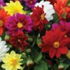 3X Dahlia Unwin Mix Bulbs Collection- Dwarf Size Blooms Great for Borders & Cut Flowers - for a Beautiful Garden